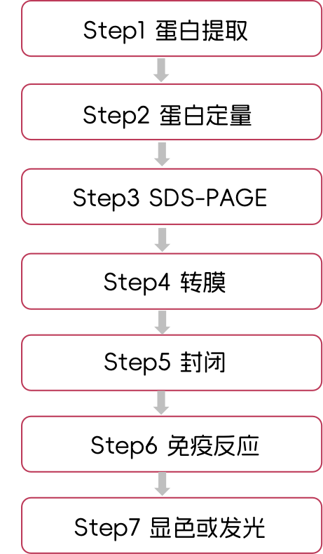 Western Blot-內(nèi)圖.png