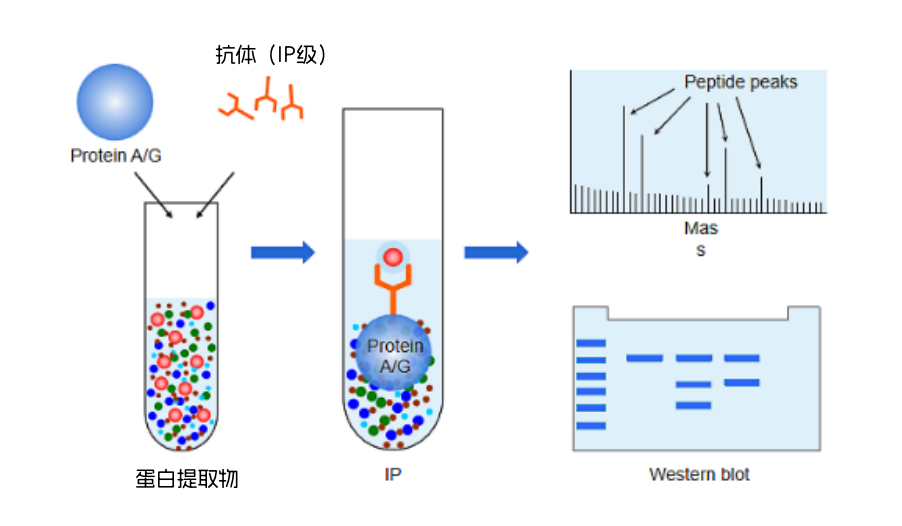 IP CoIP--內(nèi)圖1.png