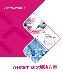 Western Blot解決方案